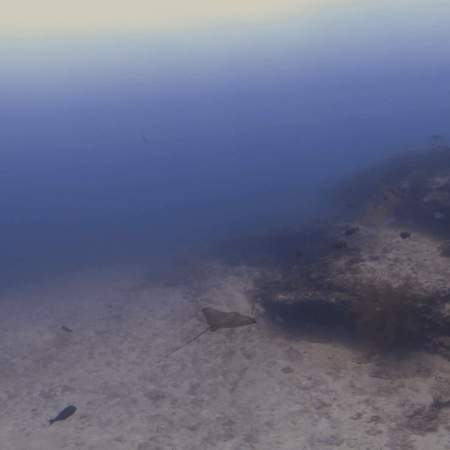 Spotted Eagle Ray Gliding Reef Slope