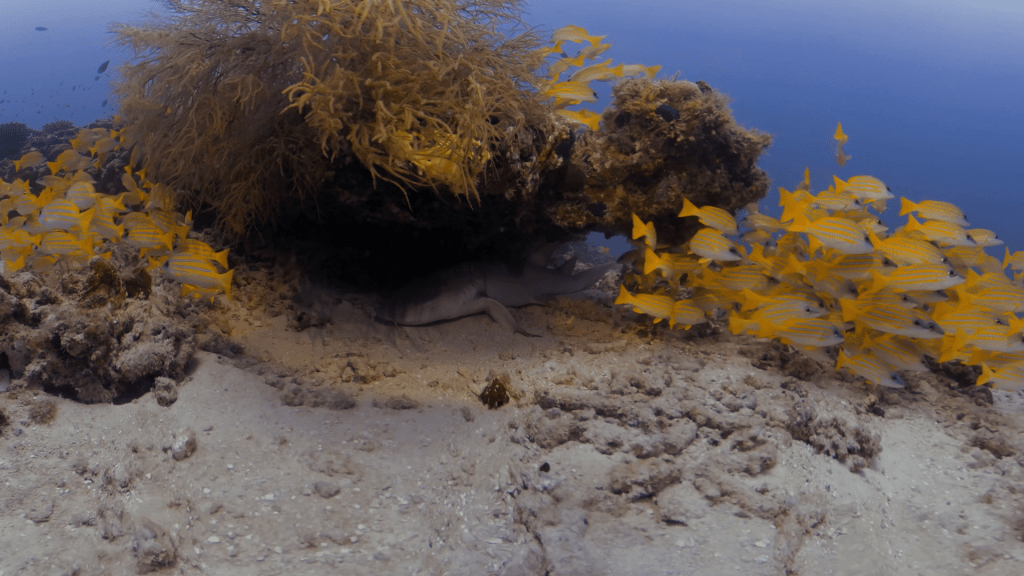 Reef Shark's Sandy Slumber