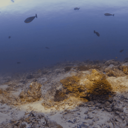 Emergent Reef Eel Habitat