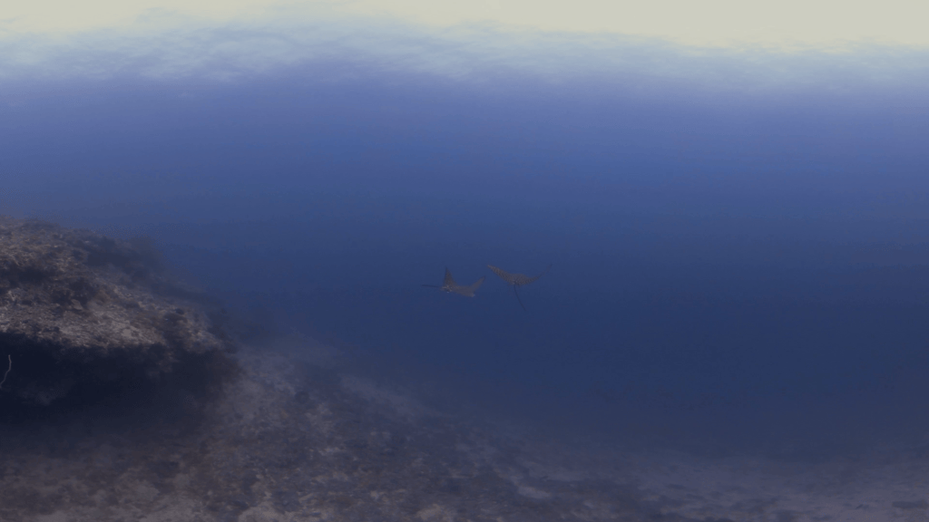 Spotted Eagle Rays Graceful Pelagic Flight