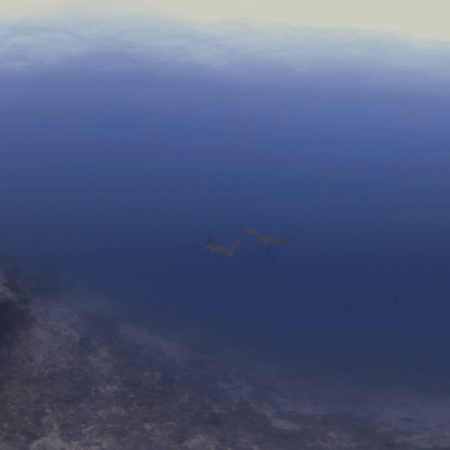 Spotted Eagle Rays Graceful Pelagic Flight