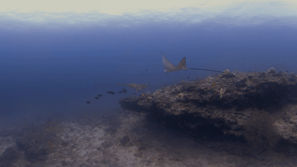 Graceful Spotted Eagle Ray Pair