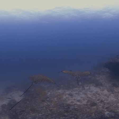 Majestic Eagle Rays Glide Above Reef