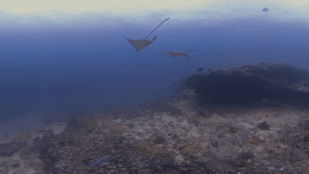 Spotted Eagle Rays Glide Over Reef