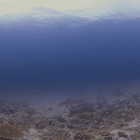 Reef Shark Patrols Vibrant Slope