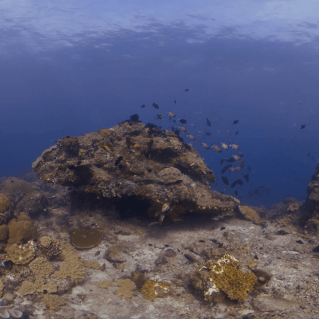 Sunlit Reef: Chromis School & Coral Diversity