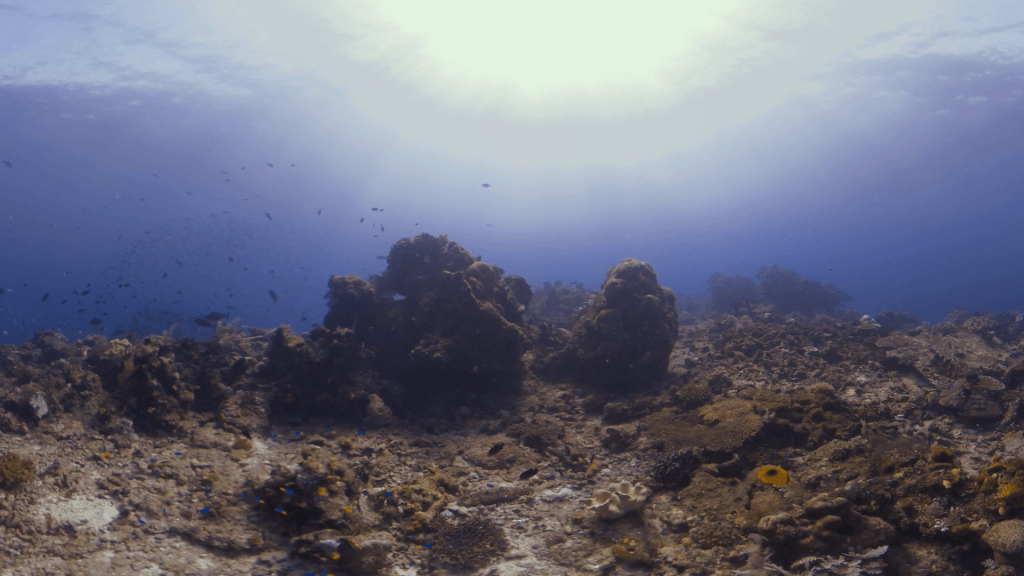 Sun-Drenched Reef Scape, Abundant Fish Life