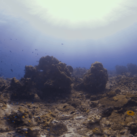 Sun-Drenched Reef Scape, Abundant Fish Life