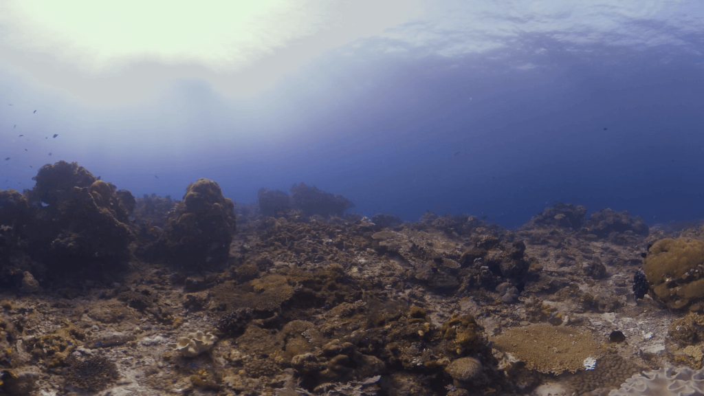Sunlight Reef with Passing Shadow Event