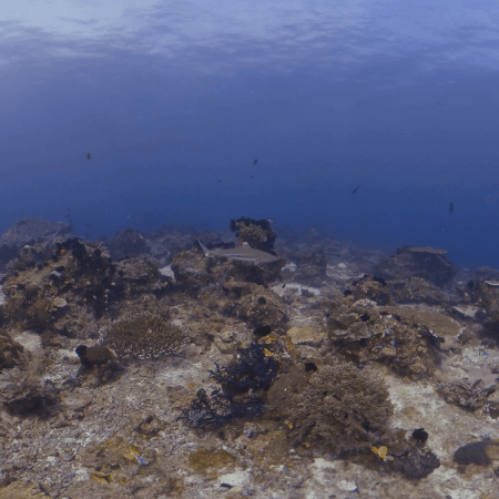 Whitetip Reef Shark Glides Over Tropical Reef Summit