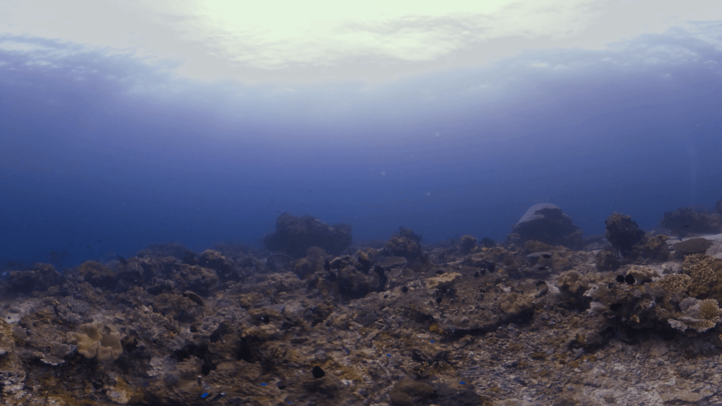 Sun-Drenched Coral Substrate with Reef Life