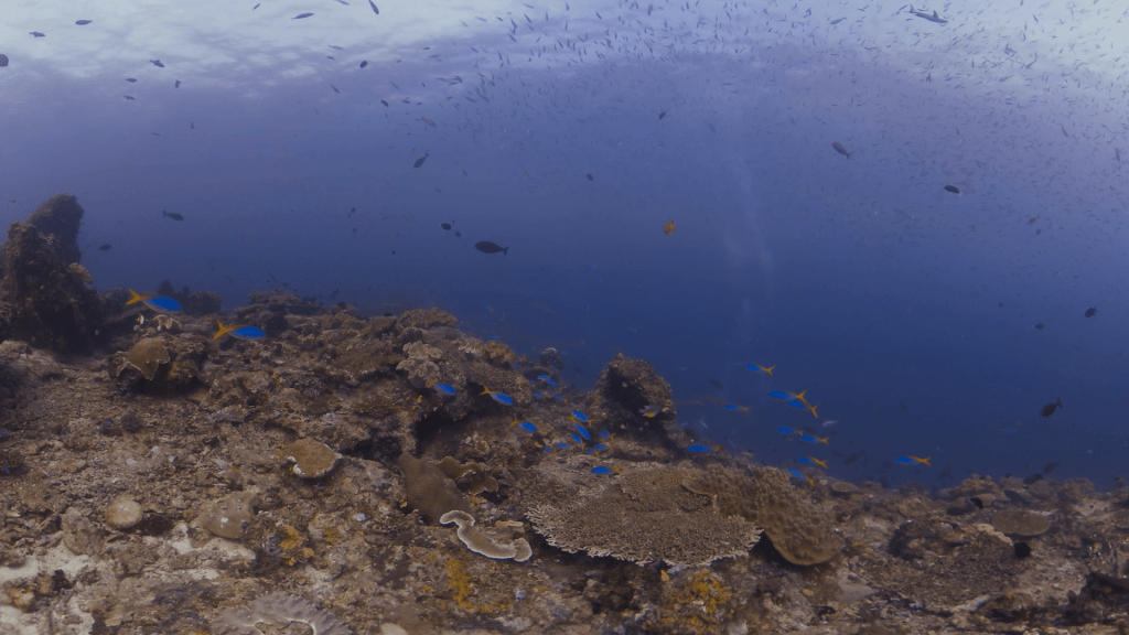 Fusiliers Swirl on Sunlit Reef Edge