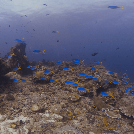 Bluestreak Fusilier School Dynamism