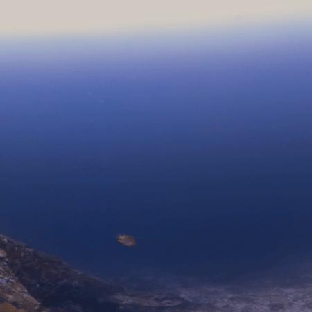 Abyssal Reef Edge Descending