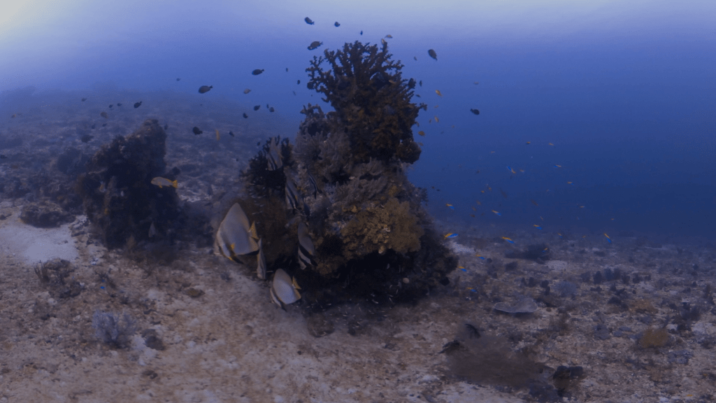 Batfish Gathering at Coral Sanctuary