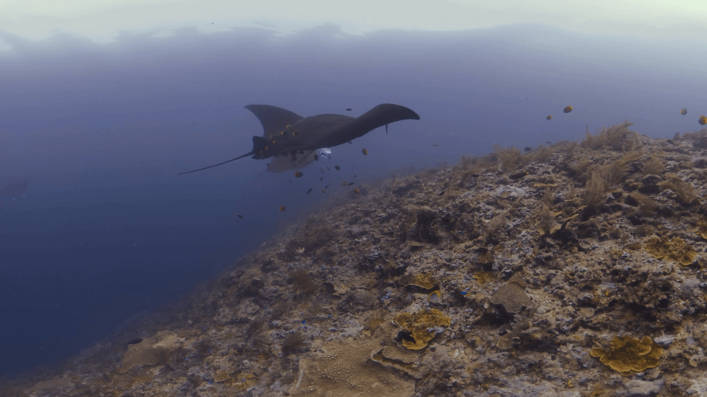 Rare Black Manta Ray Pair at Reef Cleaning Station