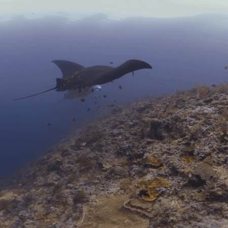 Rare Black Manta Ray Pair at Reef Cleaning Station