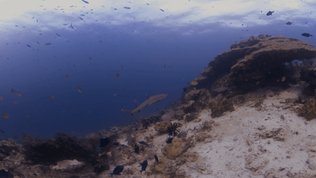 Grey Reef Shark: Coral Slope Patrol