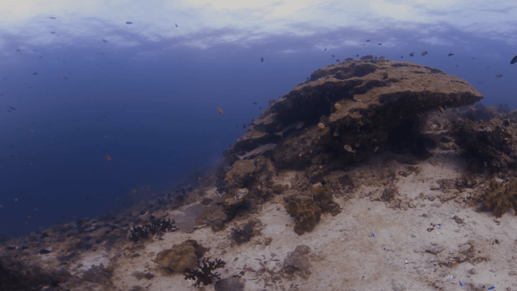 White-Tip Reef Shark Patrolling Vibrant Reef Slope
