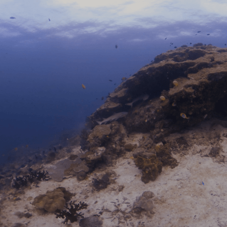 White-Tip Reef Shark Patrolling Vibrant Reef Slope
