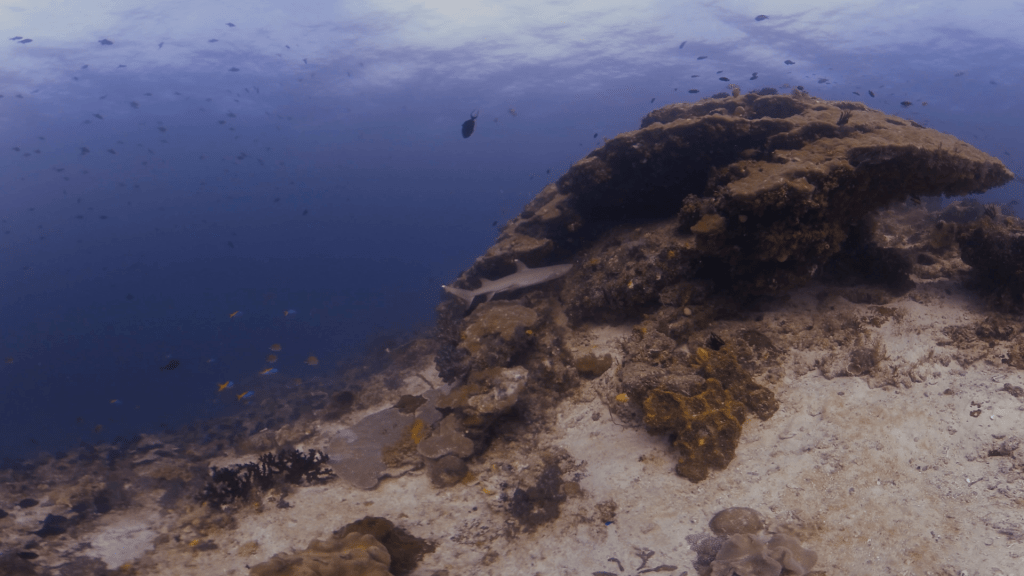 Reef Sentinel: Whitetip Shark Patrol
