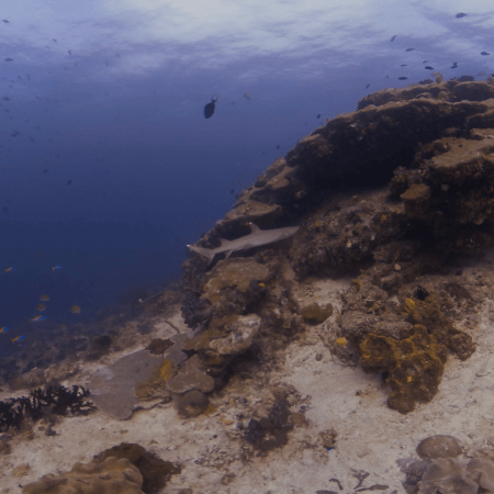 Reef Sentinel: Whitetip Shark Patrol