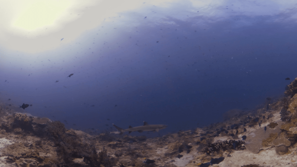 Reef Shark Glide Beneath Tropic Sun