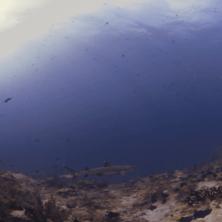 Reef Shark Glide Beneath Tropic Sun