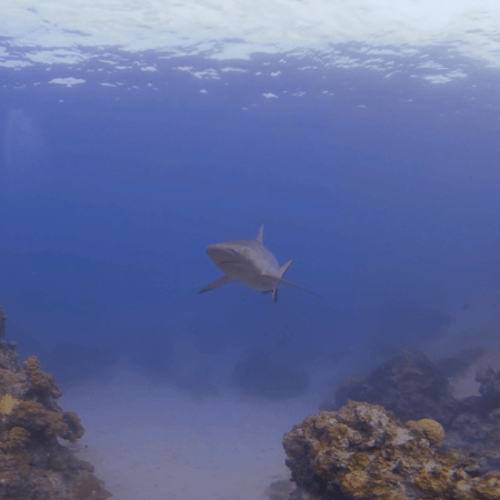Reef Shark Encounter