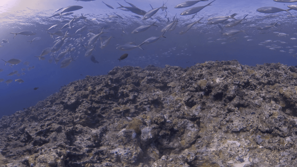 Coral Peak: Swarm of Jacks