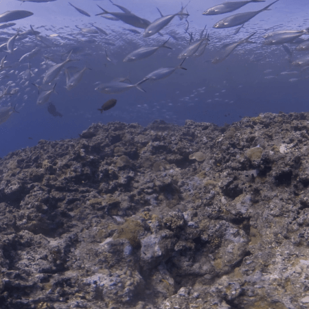 Coral Peak: Swarm of Jacks