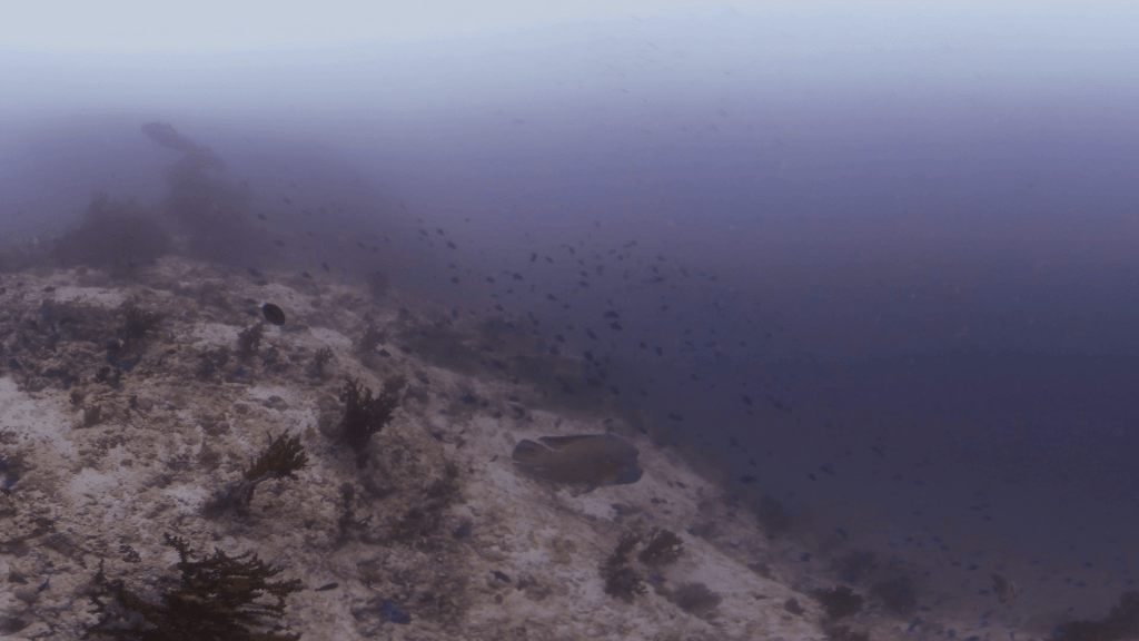 Bumphead Parrotfish & Reef Majesty