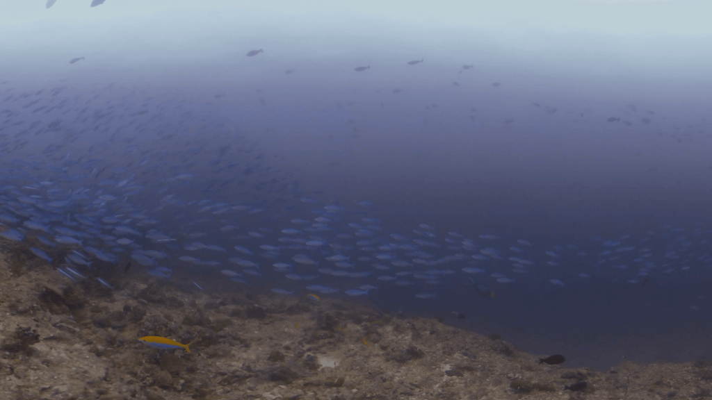 Reef Sharks & schooling fish convergence