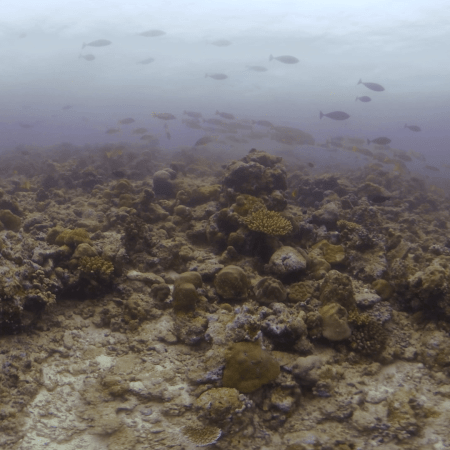 Reef Top Schooling Dynamics