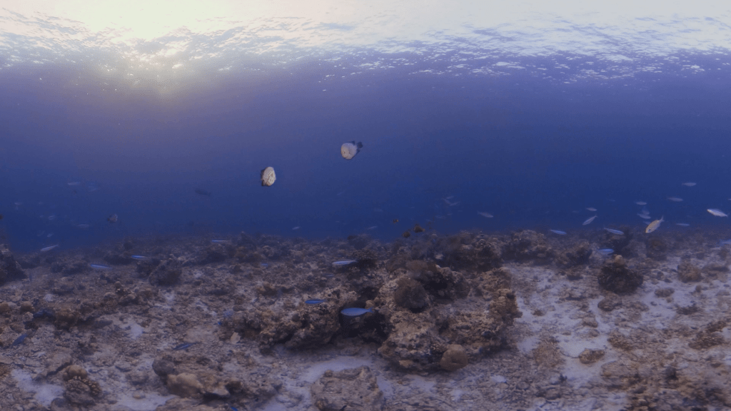 Reef Dwellers: Moray & Azure Dance