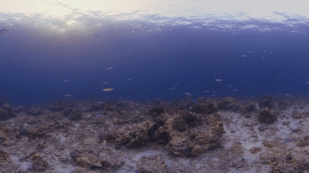 Eel's Reef Haven: Turtle's Swim