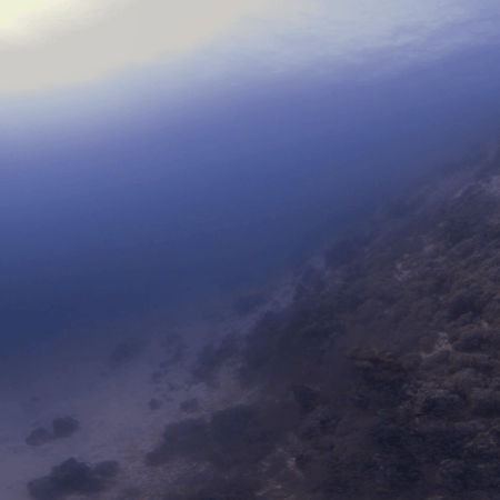 Eagle Ray Glide: Open Water Encounter