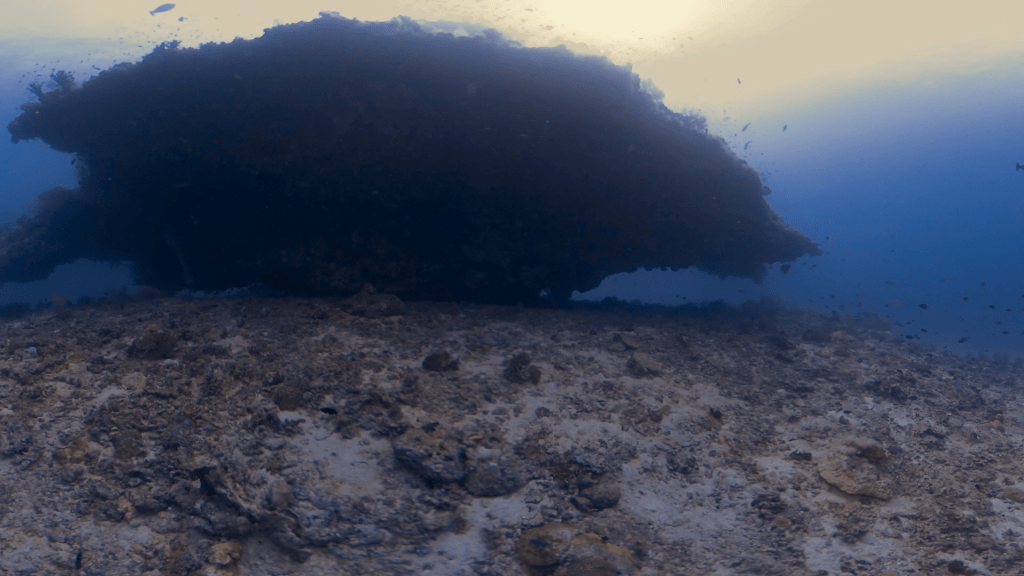 Pinnacle's Shadow: Reef Life at Depth