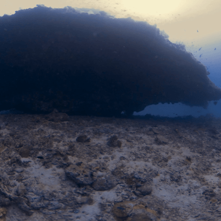 Pinnacle's Shadow: Reef Life at Depth