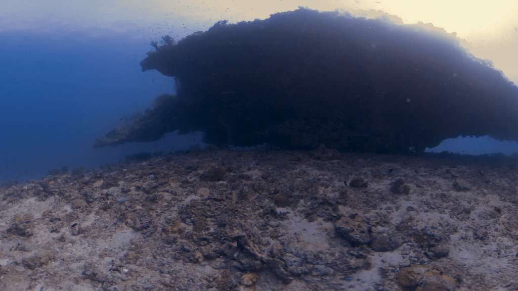 Pinnacle's Shadow: Reef Ecosystem