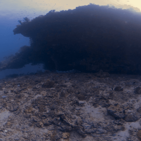 Pinnacle's Shadow: Reef Ecosystem