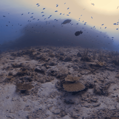 Pinnacle's Triggerfish Realm