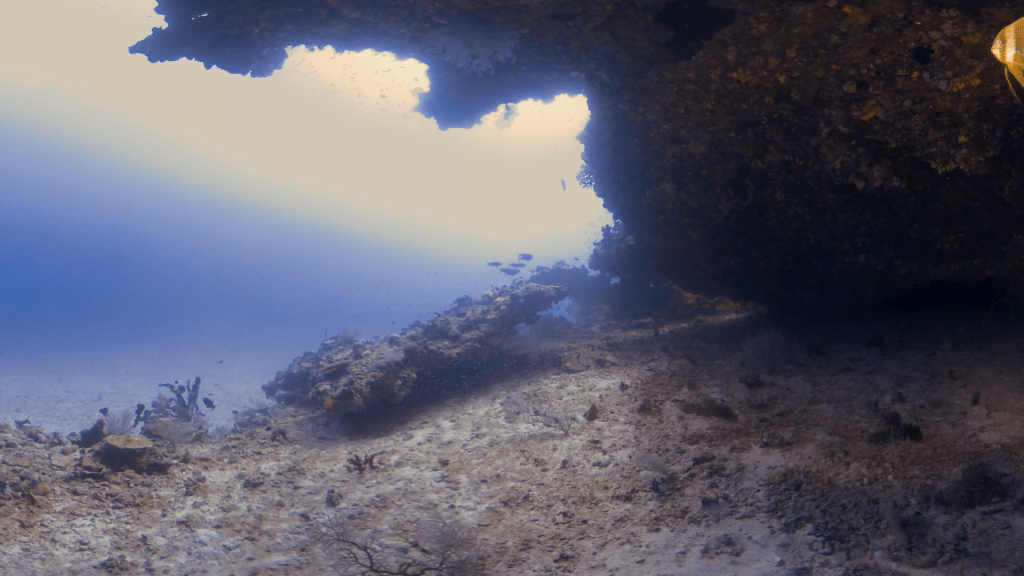 Batfish Hideaway: Cavern Reef Life
