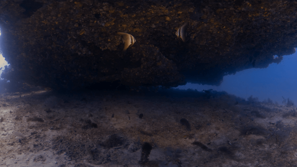 Batfish Hideaway