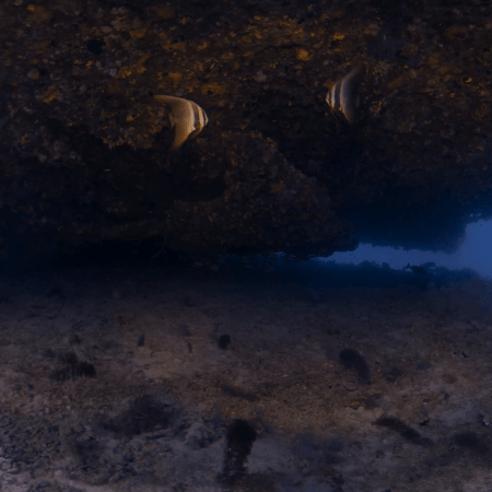 Batfish Hideaway