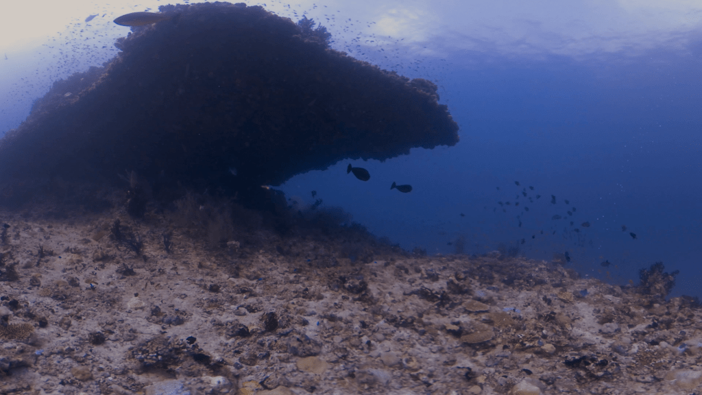 Reef Rock Haven