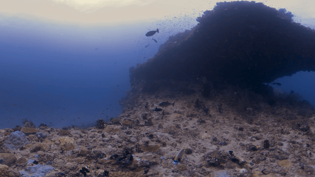 Coral Rock Oasis