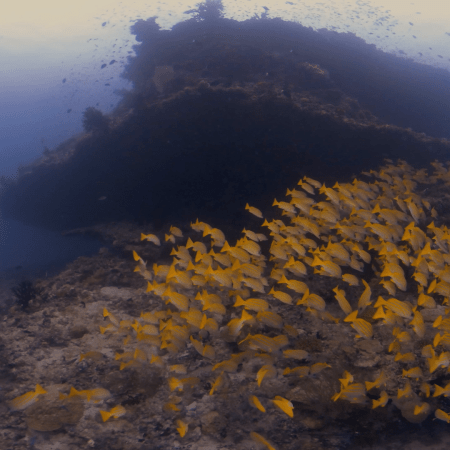 Sweetlips Haven: A Reef Ecosystem's Heart