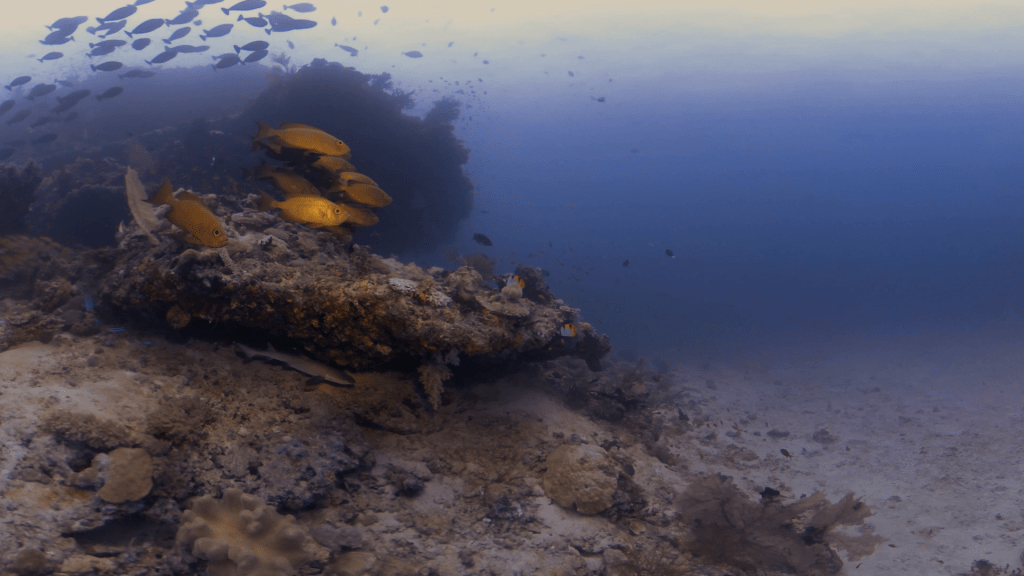 Snapper's Reef: Shark Encounter