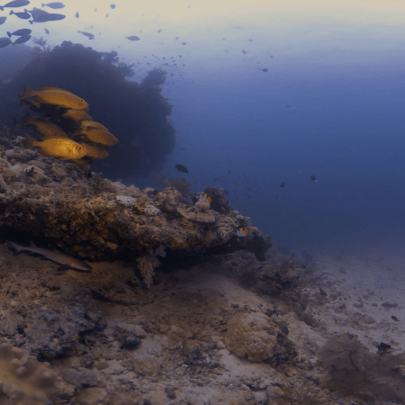 Snapper's Reef: Shark Encounter